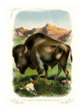 The Bison