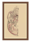 Study of the Skull