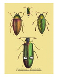 Beetles: Buprestis Chrysis B Sternicornis