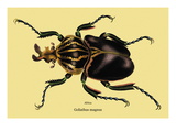 Beetle: African Goliathus Magnus