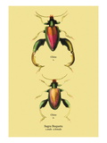 Beetle: Chinese Sagra Buquetu