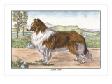 Scotch Collie