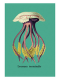 Jellyfish: Leonura Terminalis