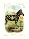 The Zebra