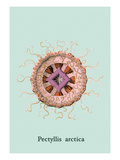 Jellyfish: Pectyllis Arctica