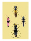 Beetles from Britain  Brazil  and North America