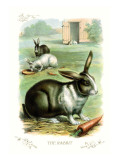 The Rabbit