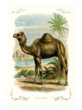 The Camel