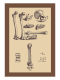 Bones with Tools