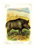 The Wild Boar