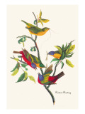 Painted Bunting