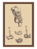 Stomach