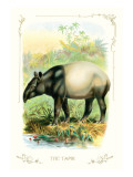 The Tapir