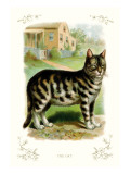 The Cat