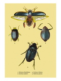 Beetles: Dytiscus Dimidiatus  Gyrinus Nalator
