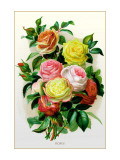Roses