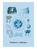 Jellyfish: Nauphanta Challengeri