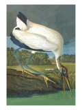 Wood Stork
