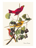 Summer Tanager
