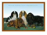 King Charles Spaniels