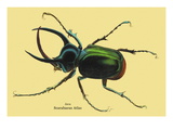 Beetle: Scarabaeus Atlas of Java