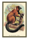 The Red-Ruffed Lemur