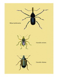 Beetles: Rhina Barbirostris  Curculio Cuvieru and C Vittatus