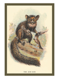 The Aye-Aye