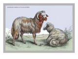 Barbary Breed of Wild Sheep