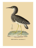 Heron Phaeton
