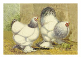 Light Brahmas