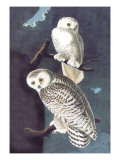 Snowy Owl
