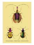 Beetles: Calosoma Sycophanta  Elaphrus Raperius