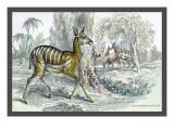 Harnessed Antelope