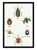 Beetles of Brazil  Britain  England and Saint Domingo