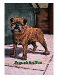 Typical Brussels Griffon Champion