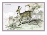 The Chamois