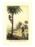 Man Ascending a Palm Tree for Its Wine