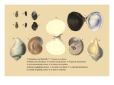 Natica Glauca  de Humboldt