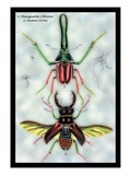 Beetles: Chiasognathus Chiloensis and Lucanus Cervus