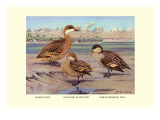 Bahama  Galapagos Island  and African Red-Billed Ducks