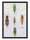South American Beetles