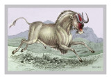 The Gnu