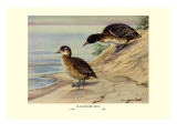 Black-Headed Duck