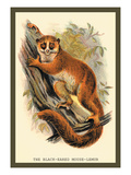 The Black-Eared Mouse Lemur