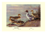 Pintail Ducks