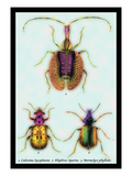 Beetles: Calosoma Sycophanta  Elaphrus Raperius