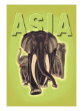 Indian Elephants
