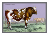 British Short Horn