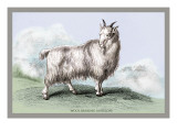 The Wool-Bearing Antelope